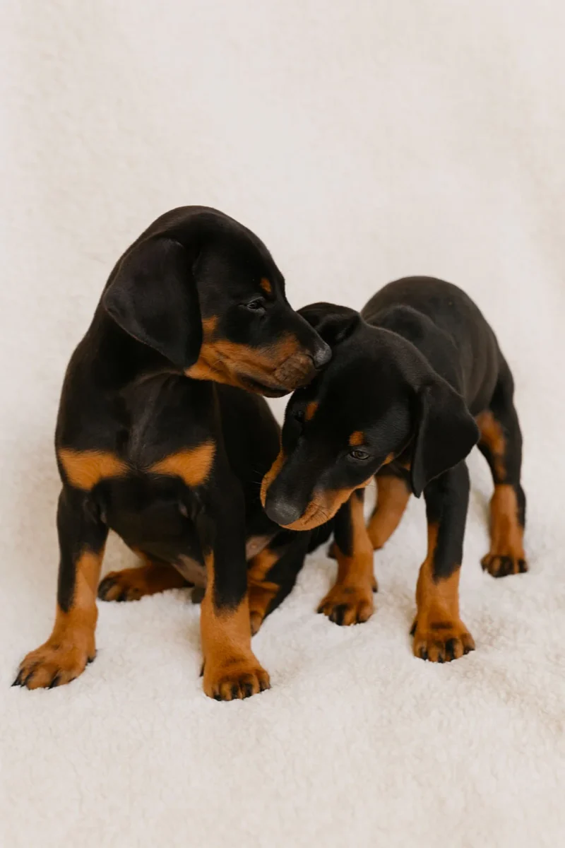 Cucciolata Di Dobermann1