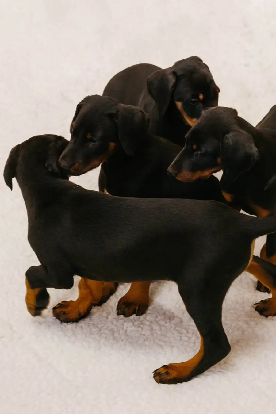 Cucciolata Di Dobermann3