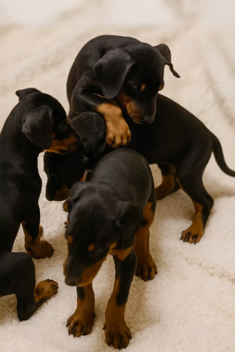 Cucciolata Di Dobermann4