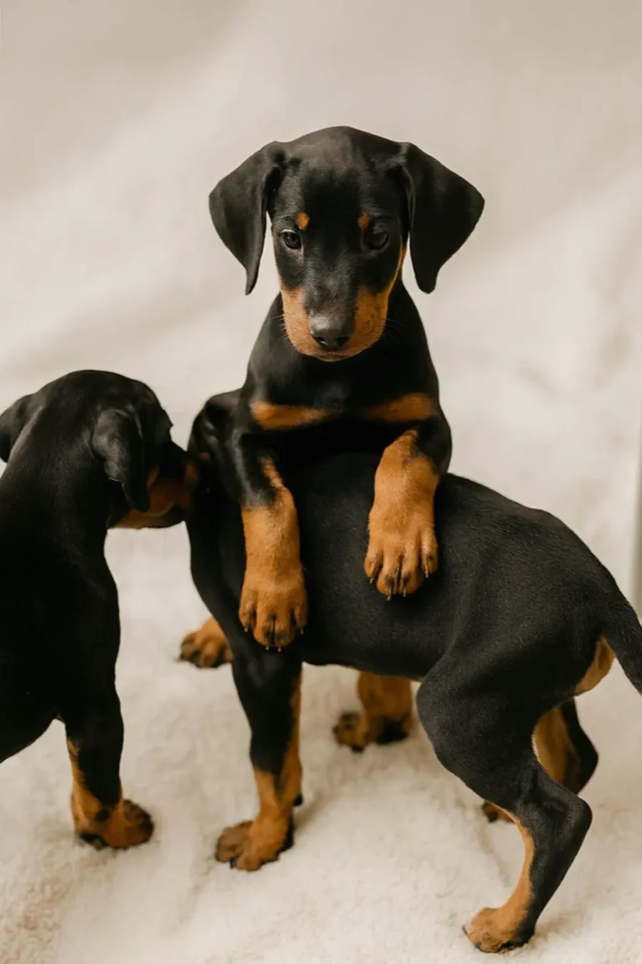 Cucciolata Di Dobermann5