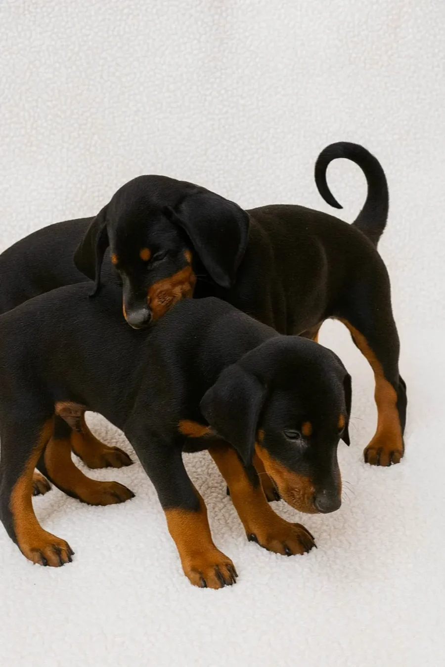 Cucciolata Di Dobermann6