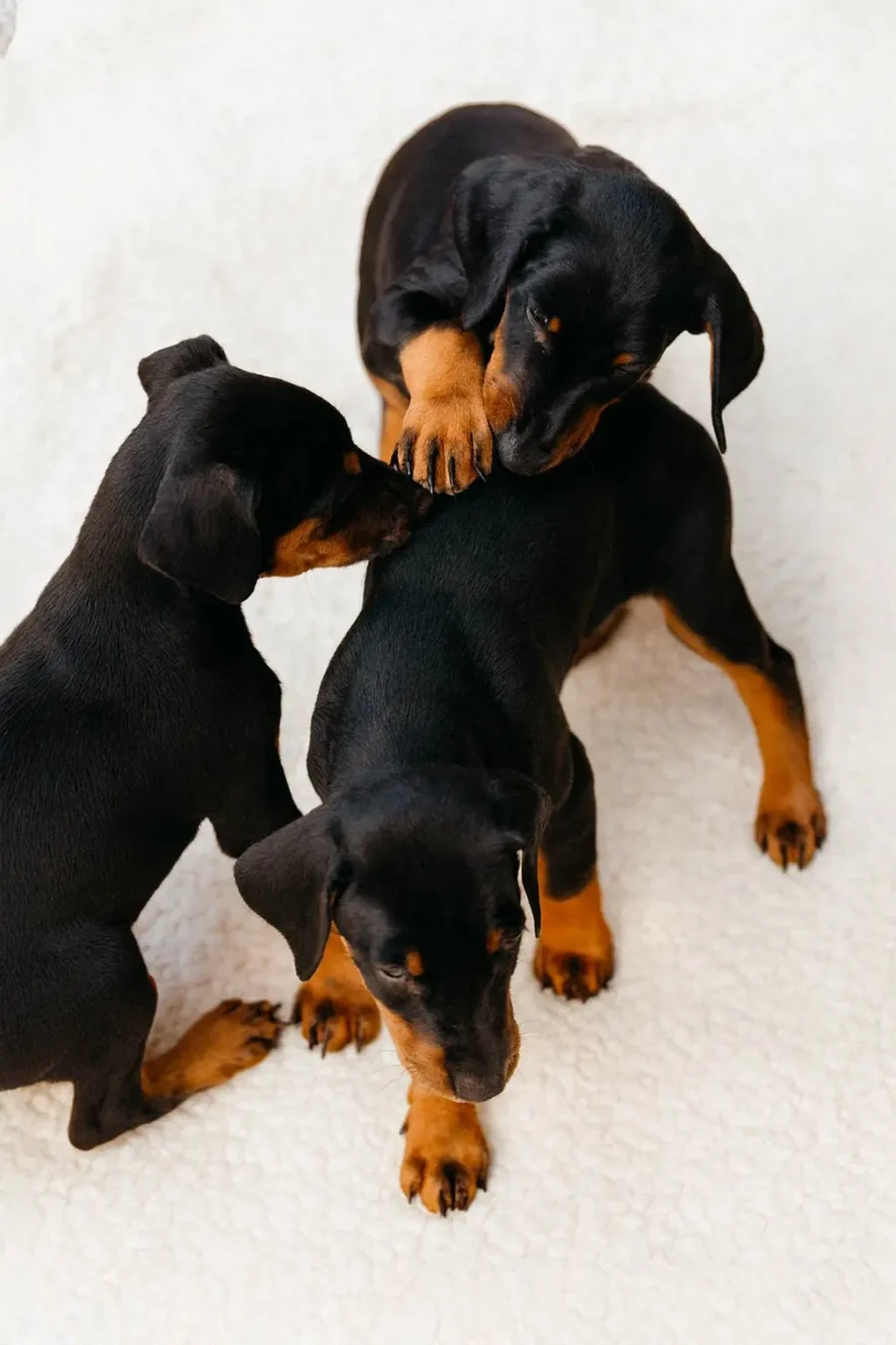 Cucciolata Di Dobermann7