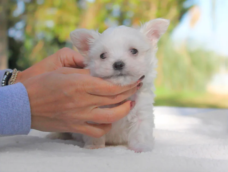 Maltese Remo4