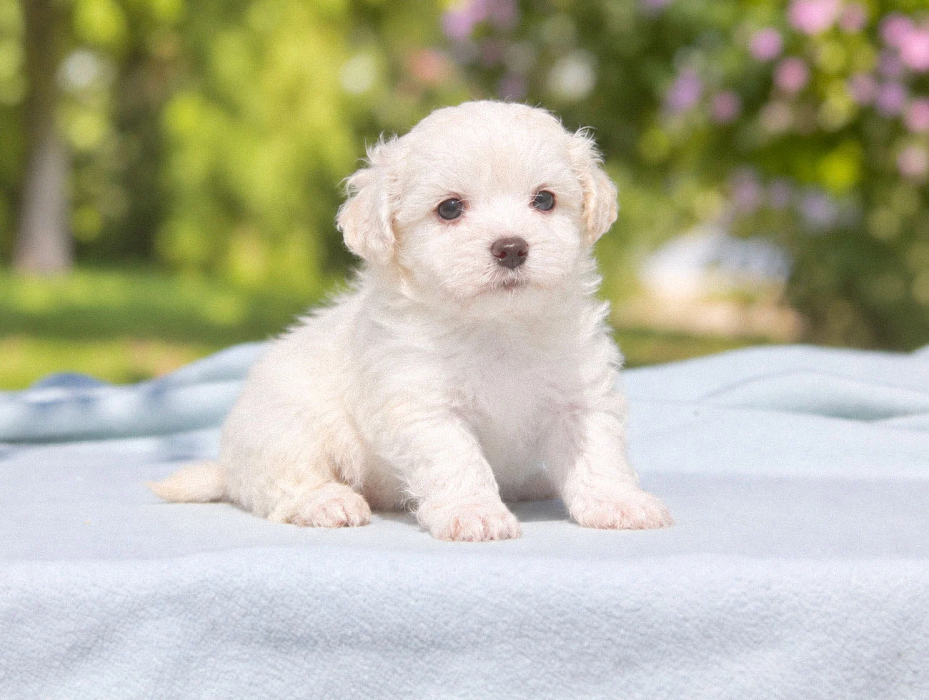 Allevamento Cuccioli Maltese