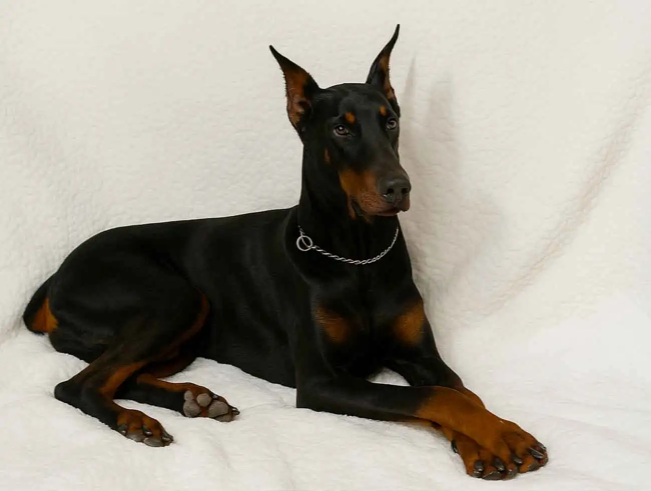 Allevamento Dobermann