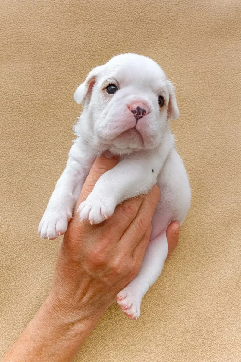 Bulldoginglese Alabama3