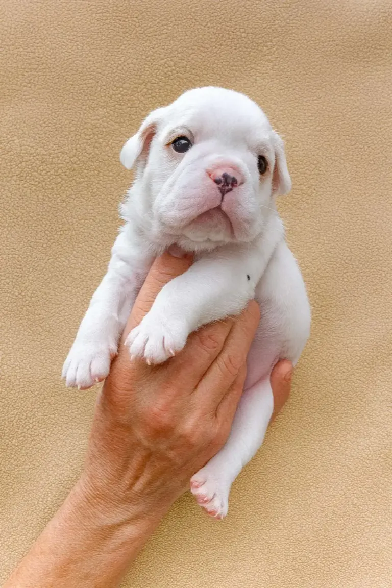 Bulldoginglese Alabama3 V3 A5309 768w