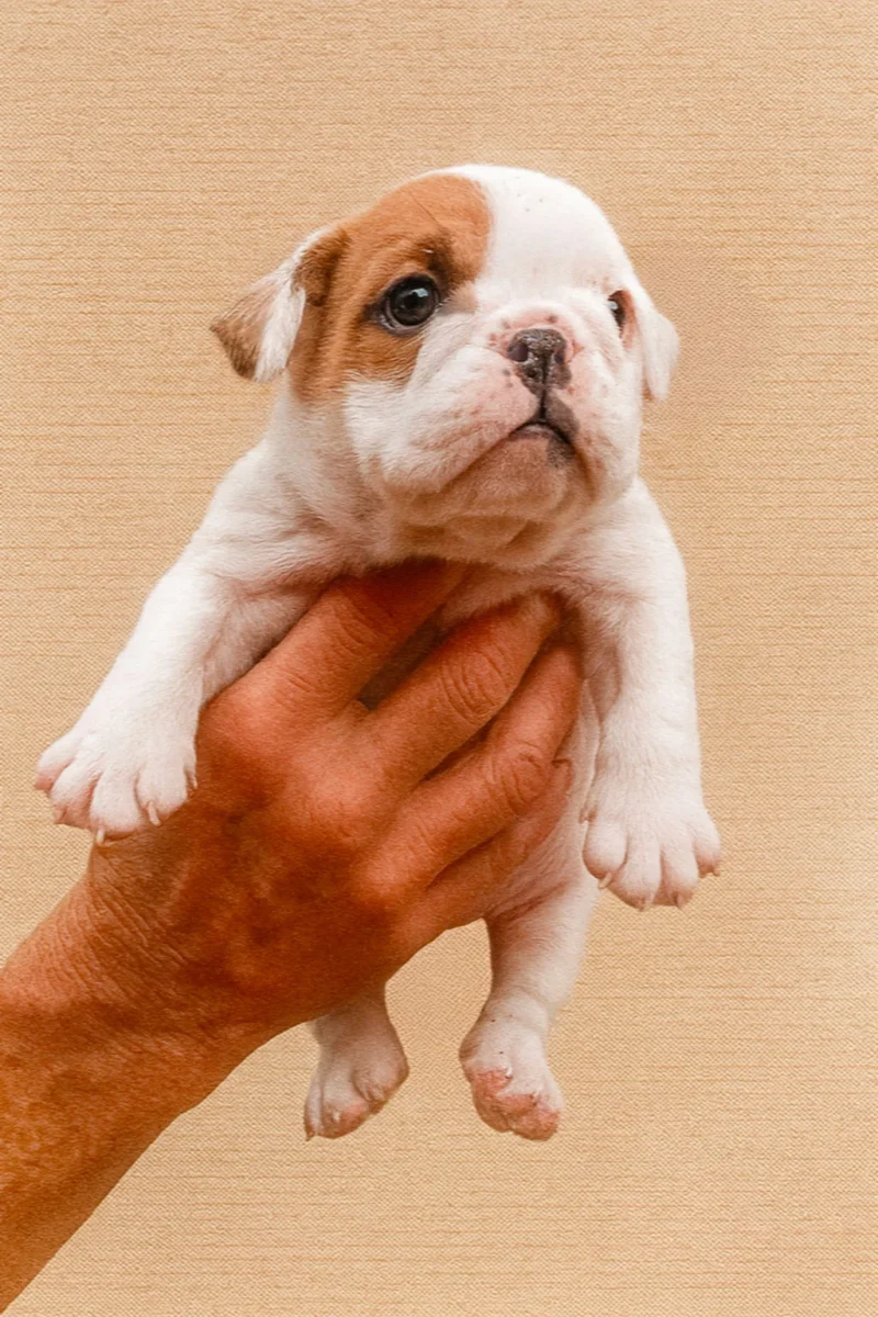Bulldoginglese Arturo1