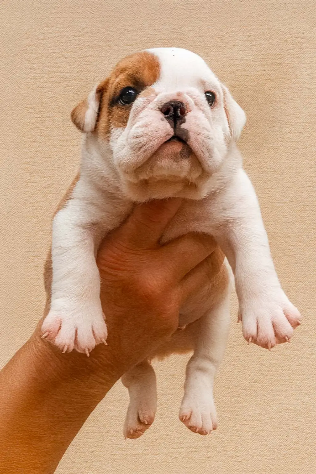 Vendita Cuccioli Bulldog inglese