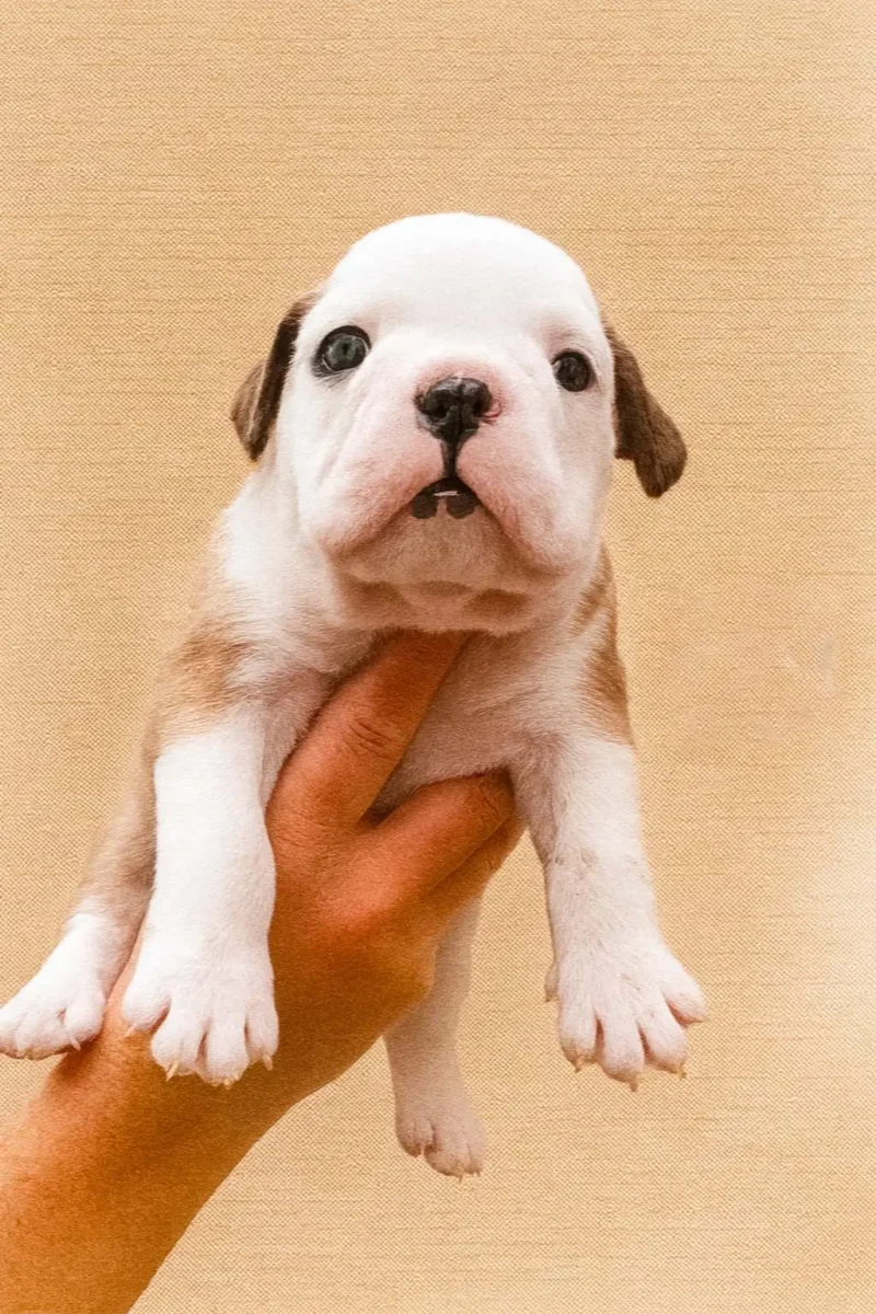 Bulldoginglese Poldo1