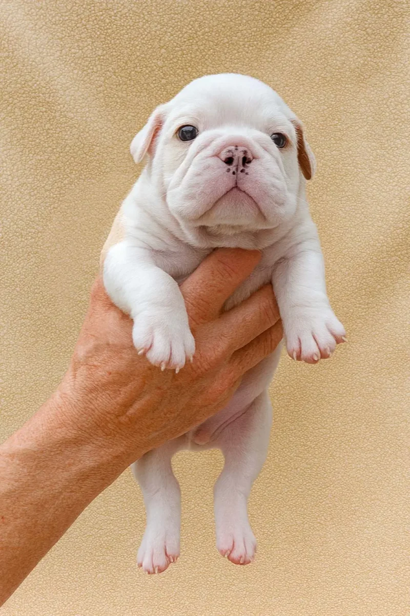 Bulldoginglese Perugina1