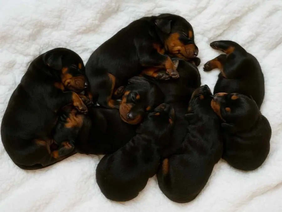 Allevamento Dobermann