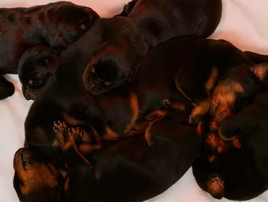 Cucciolata Dobermann 4