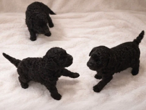 Cucciolata Maltipoo Neri1