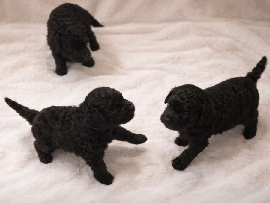 Cucciolata Maltipoo Neri1