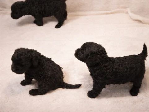 Cucciolata Maltipoo Neri2