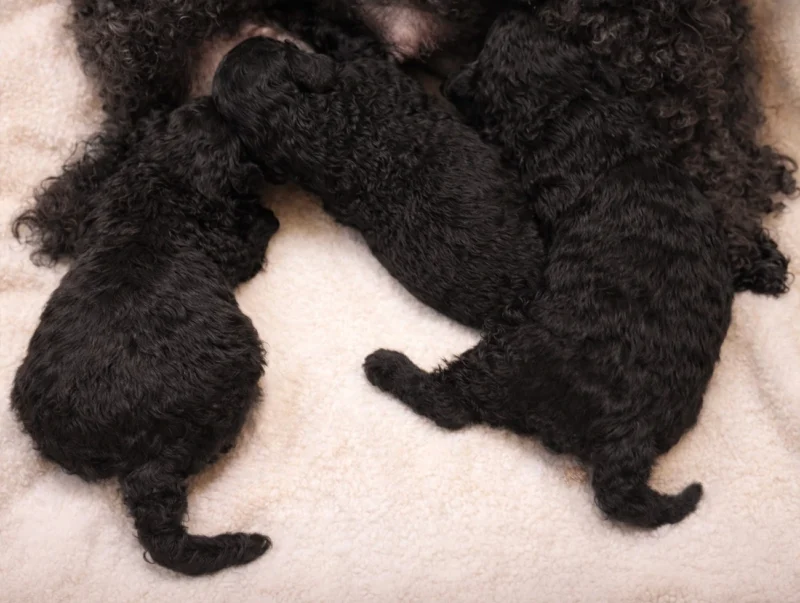 Cucciolata Maltipoo Neri4
