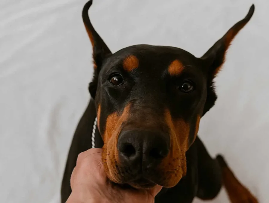 dobermann