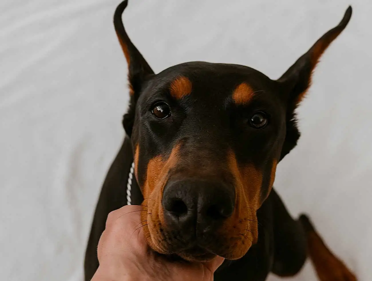 dobermann
