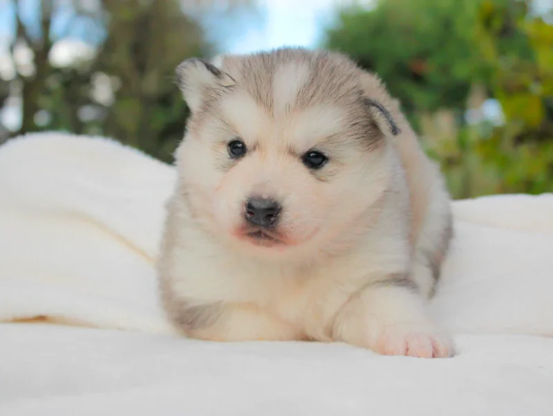 Husky Naya1