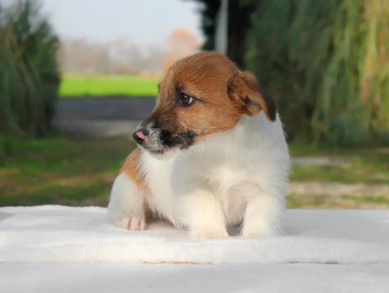 Jack Russell Jannik1