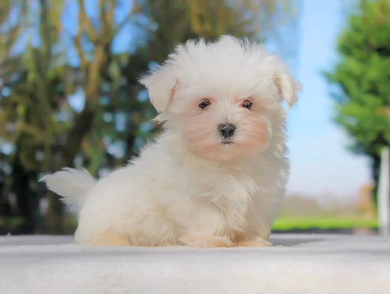 Maltese Follo1