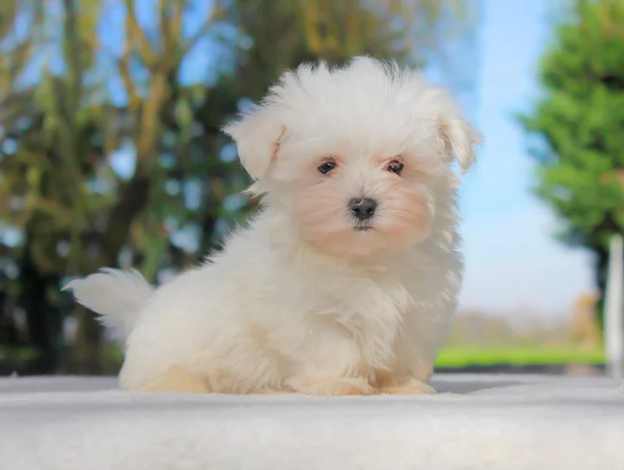 Maltese Follo1