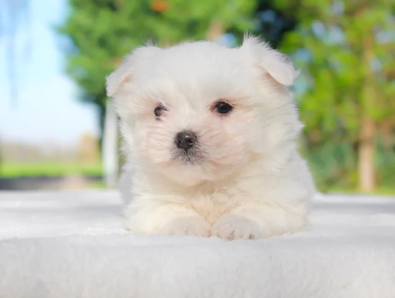 Maltese Harris1