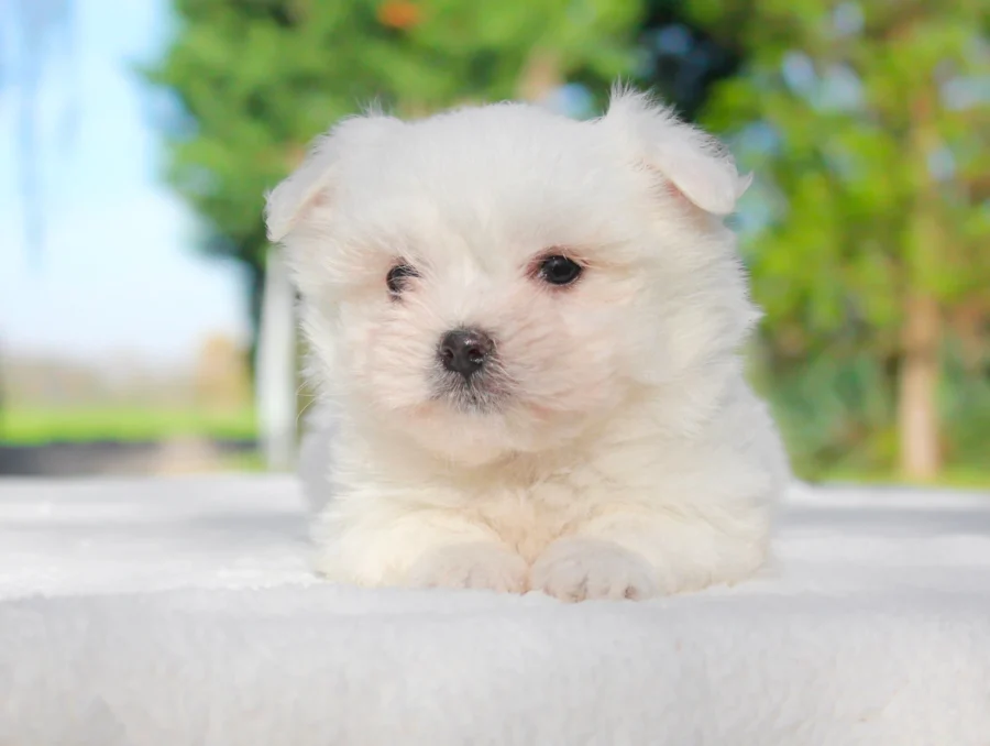 Maltese Harris1