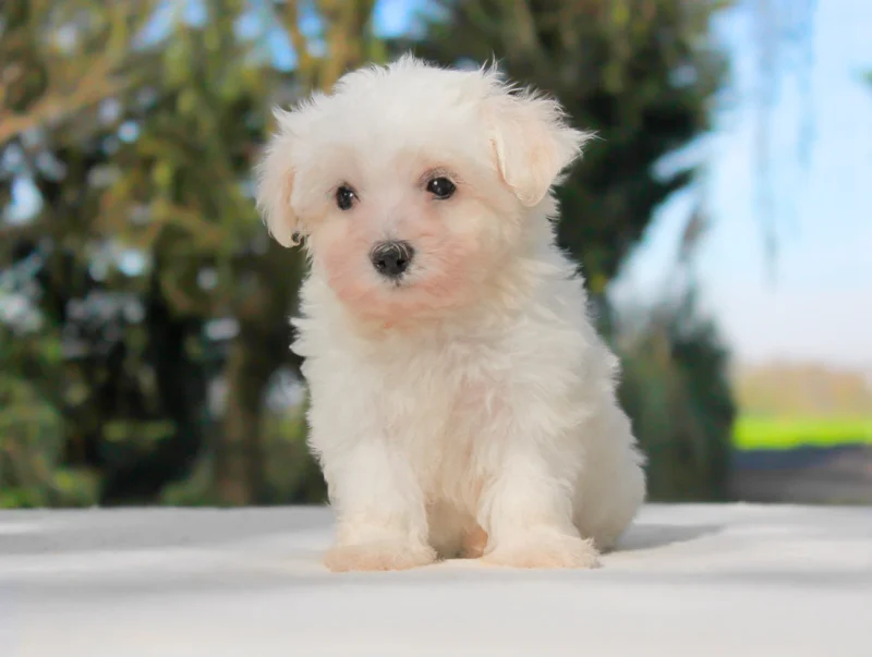 Maltese Maya