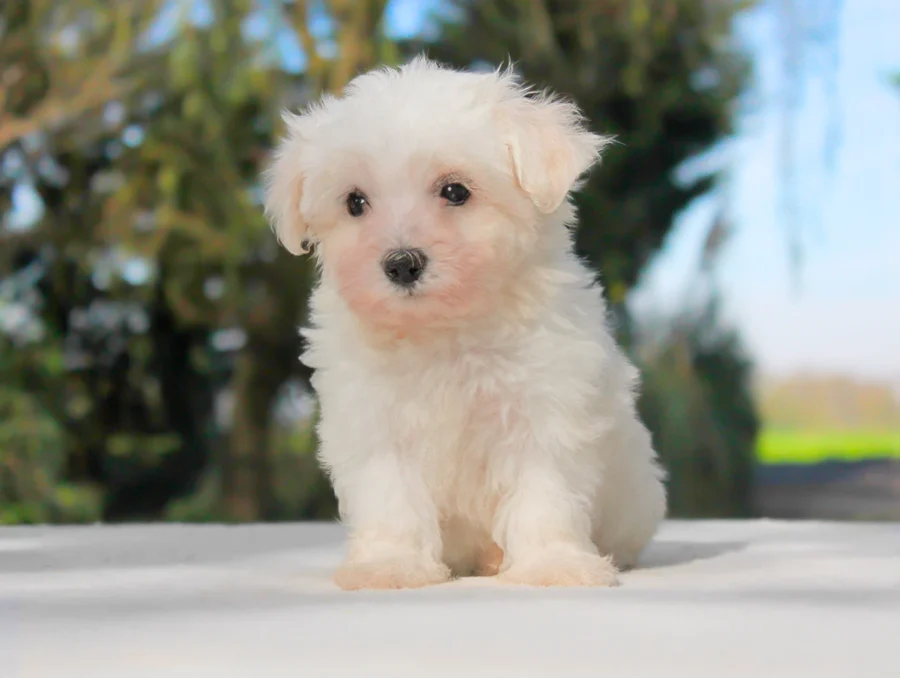 Maltese Maya