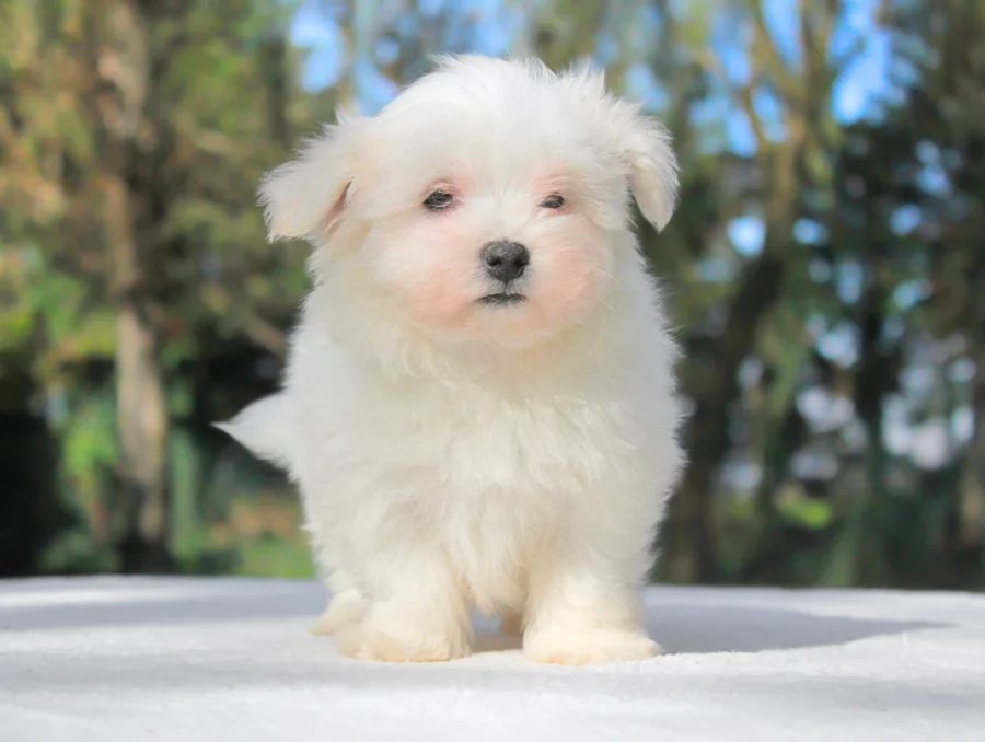 Maltese Pepito1