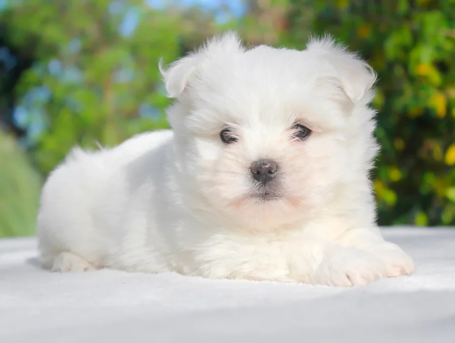 Maltese Perry1