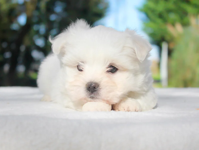 Maltese Perry4
