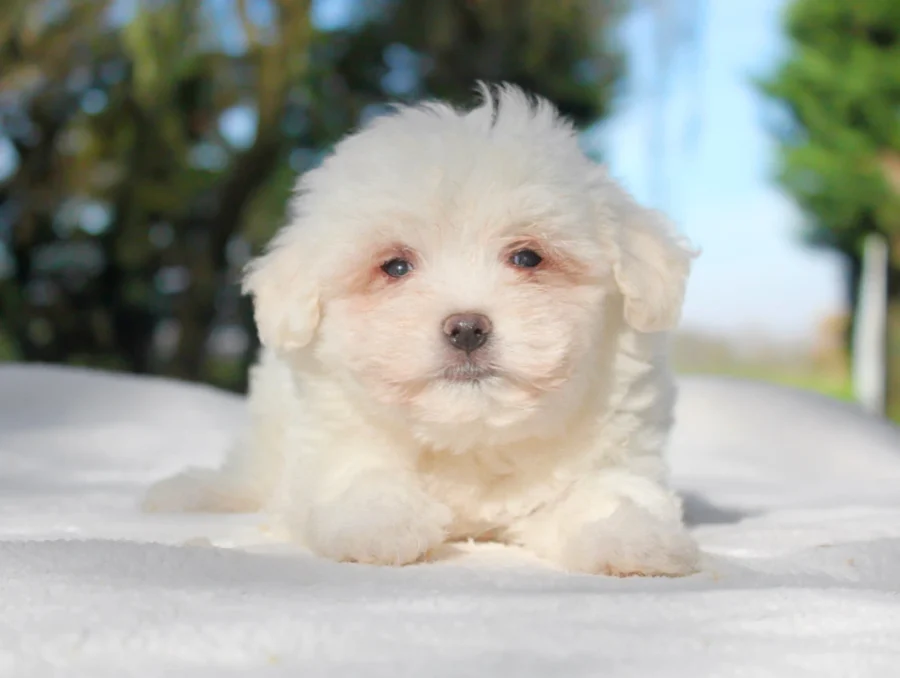 Maltese Wally3
