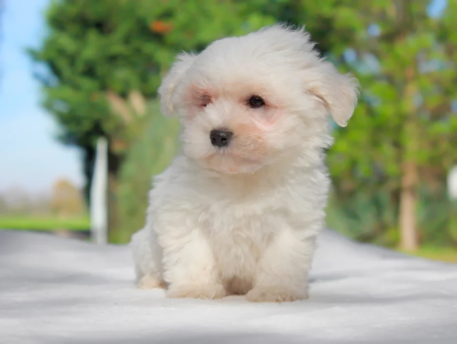 Maltese Timo1