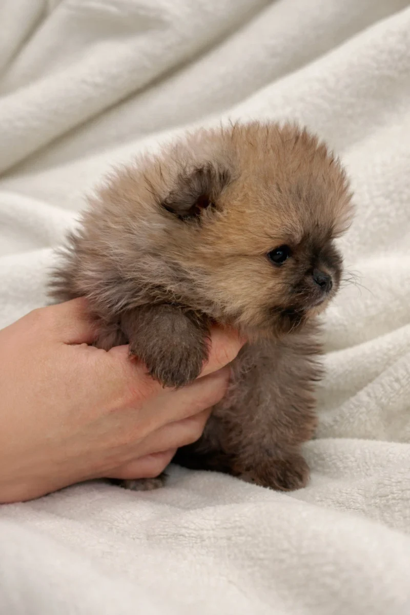 Pomerania Biba5