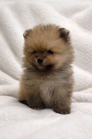 Pomerania Lindo1