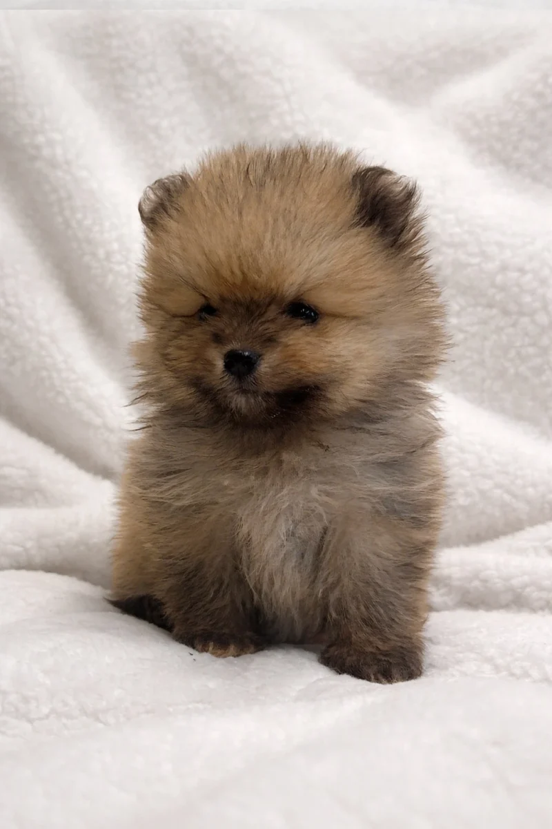 Pomerania Lindo1