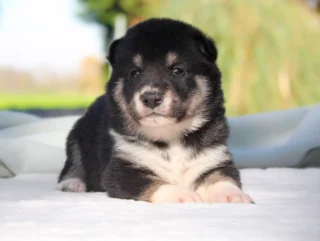 Shiba Inu Astor1
