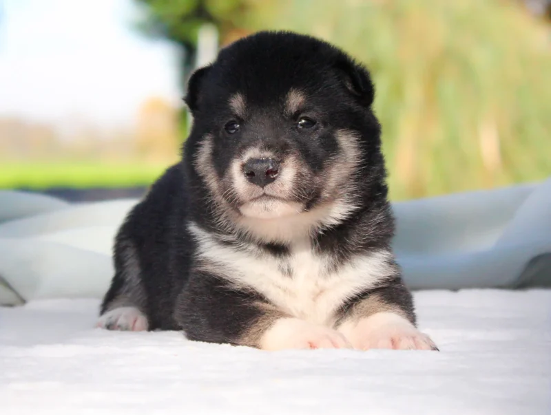 Shiba Inu Astor1