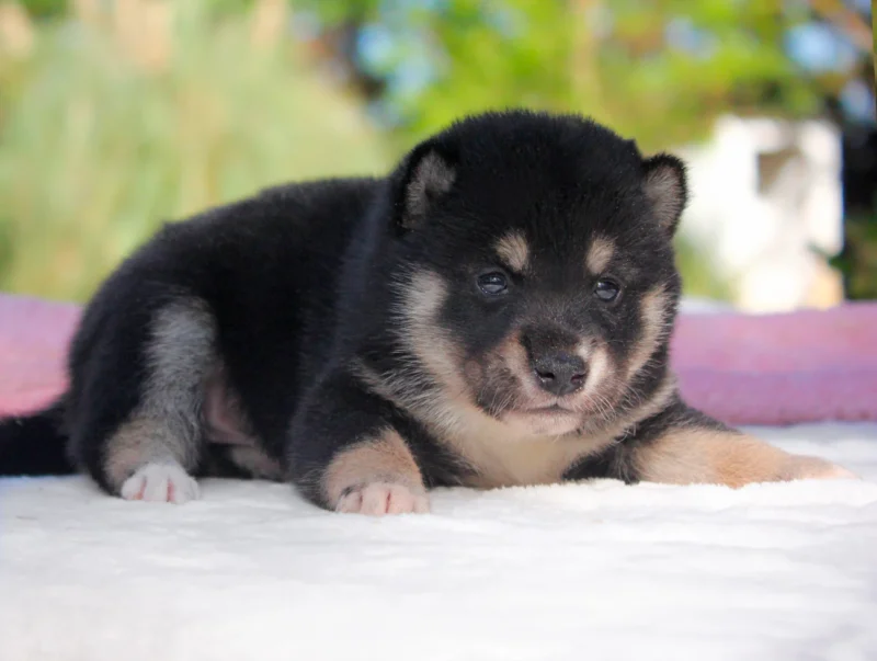 Shiba Inu Betsy1
