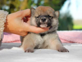 Shiba Inu Padme1