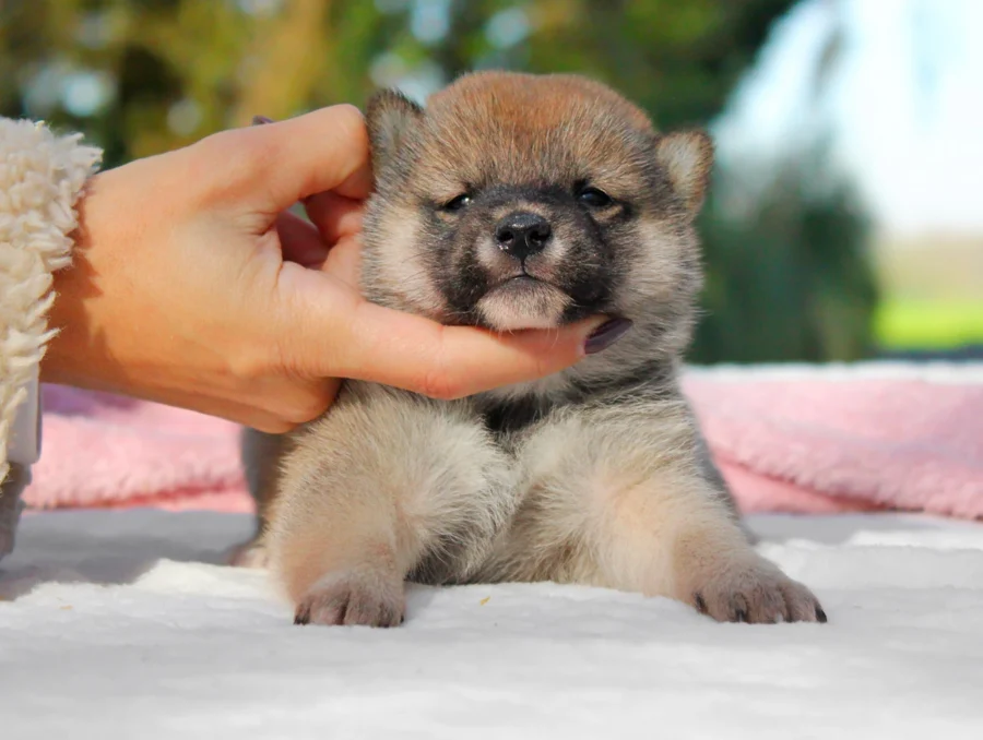 Shiba Inu Padme1