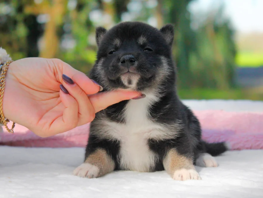 Shiba Inu Thea2