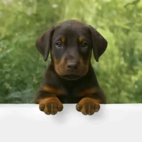 vendita dobermann
