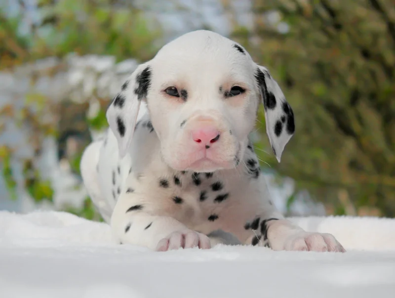 Dalmata Coco5