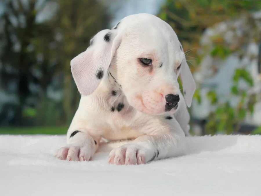 Dalmata Lilo5