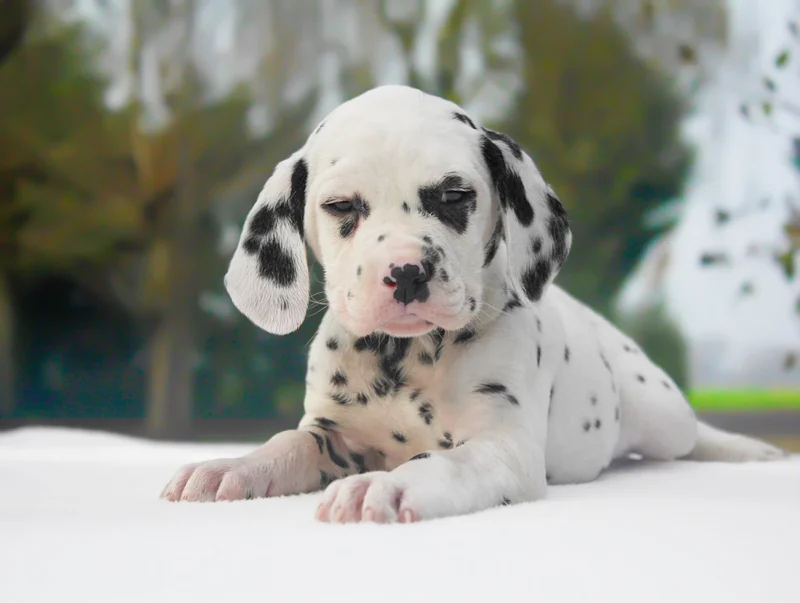 Dalmata Soul5