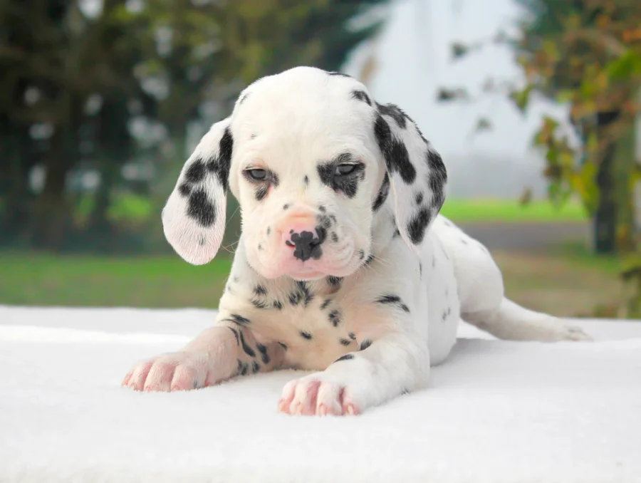 Dalmata Soul6